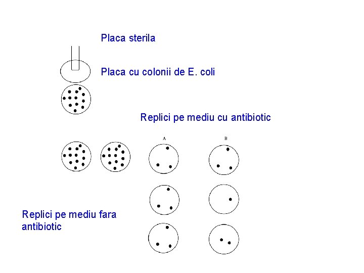 Placa sterila Placa cu colonii de E. coli Replici pe mediu cu antibiotic Replici