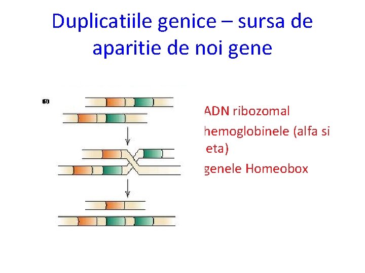 Duplicatiile genice – sursa de aparitie de noi gene • ADN ribozomal • hemoglobinele