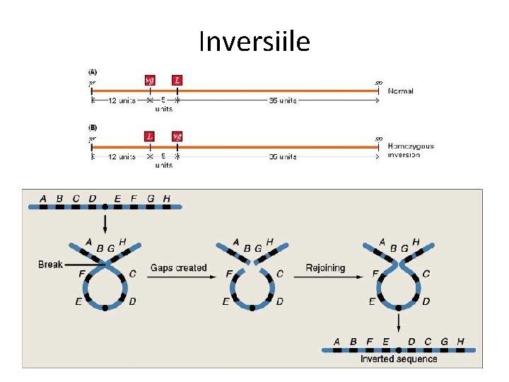 Inversiile 