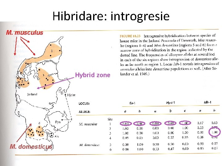 Hibridare: introgresie M. musculus Hybrid zone M. domesticus 