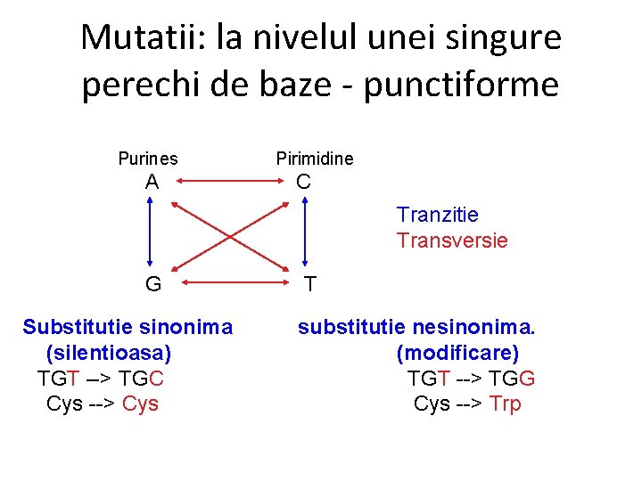 Mutatii: la nivelul unei singure perechi de baze - punctiforme Purines A Pirimidine C