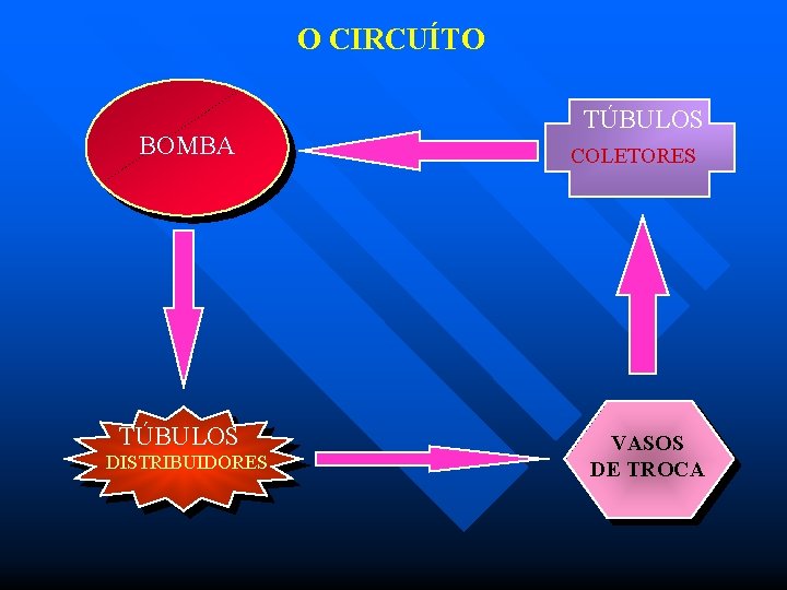O CIRCUÍTO BOMBA TÚBULOS DISTRIBUIDORES TÚBULOS COLETORES VASOS DE TROCA 
