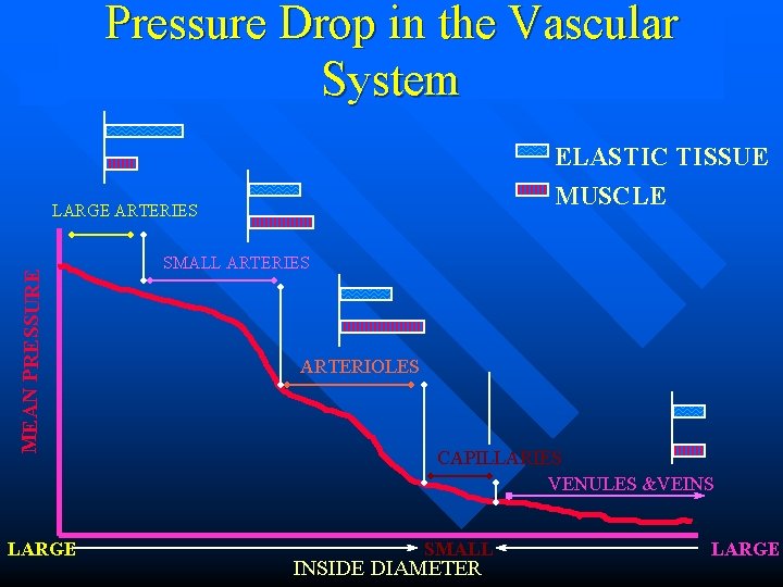 Pressure Drop in the Vascular System ELASTIC TISSUE MUSCLE MEAN PRESSURE LARGE ARTERIES LARGE