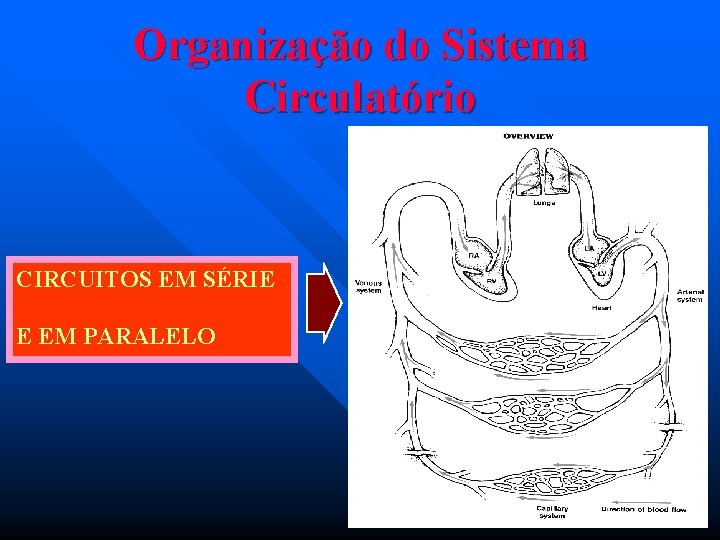 Organização do Sistema Circulatório CIRCUITOS EM SÉRIE E EM PARALELO 