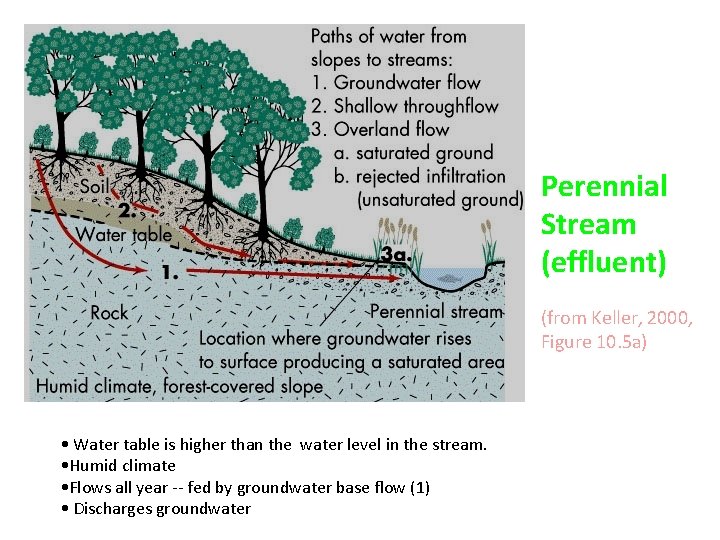 Perennial Stream (effluent) (from Keller, 2000, Figure 10. 5 a) • Water table is