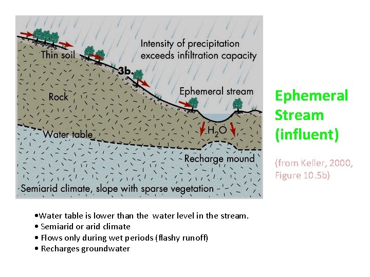 Ephemeral Stream (influent) (from Keller, 2000, Figure 10. 5 b) • Water table is