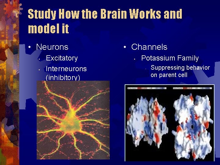 Study How the Brain Works and model it • Neurons • • Excitatory Interneurons