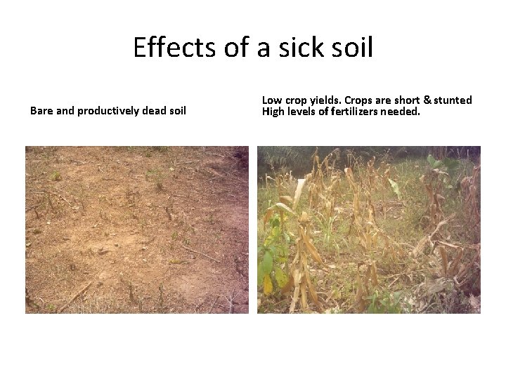 Effects of a sick soil Bare and productively dead soil Low crop yields. Crops