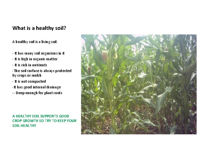 What is a healthy soil? A healthy soil is a living soil. - It