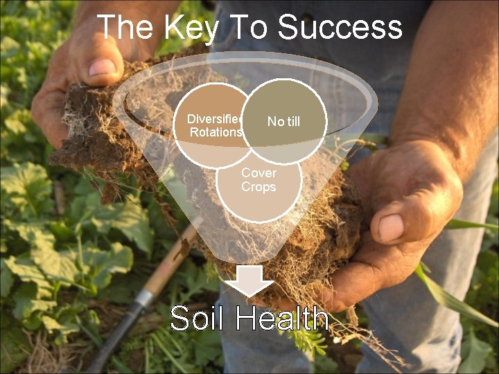 The Key To Success Diversified Rotations No till Cover Crops Soil Health 