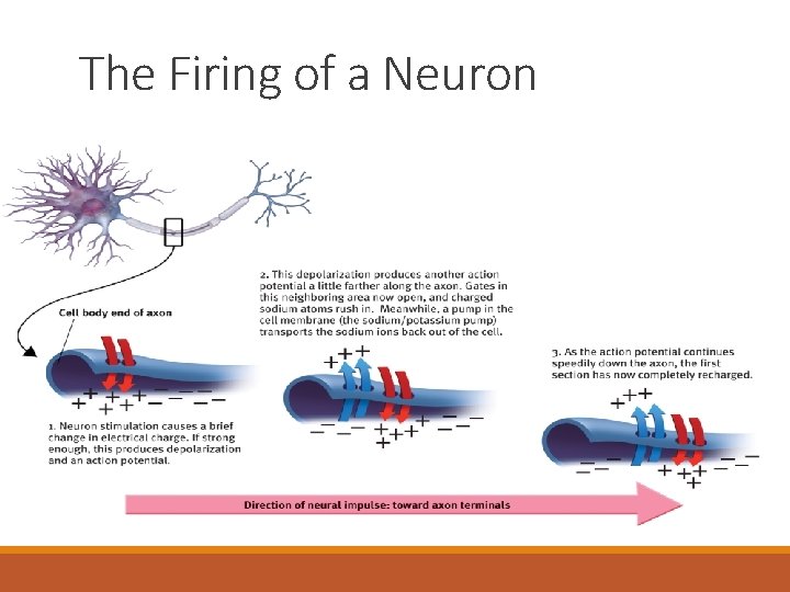 The Firing of a Neuron 