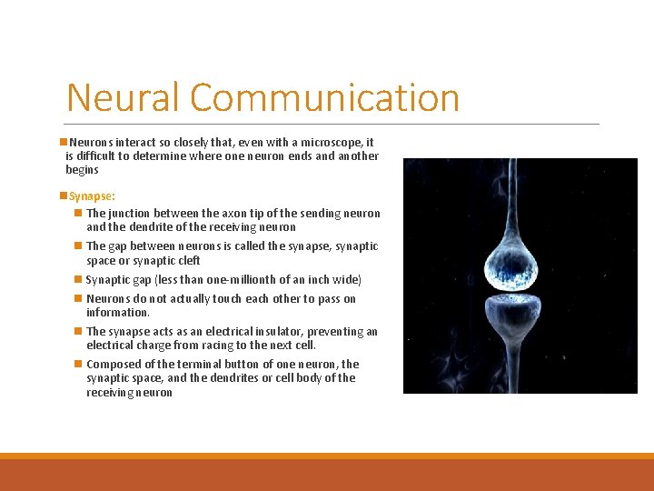 Neural Communication n. Neurons interact so closely that, even with a microscope, it is