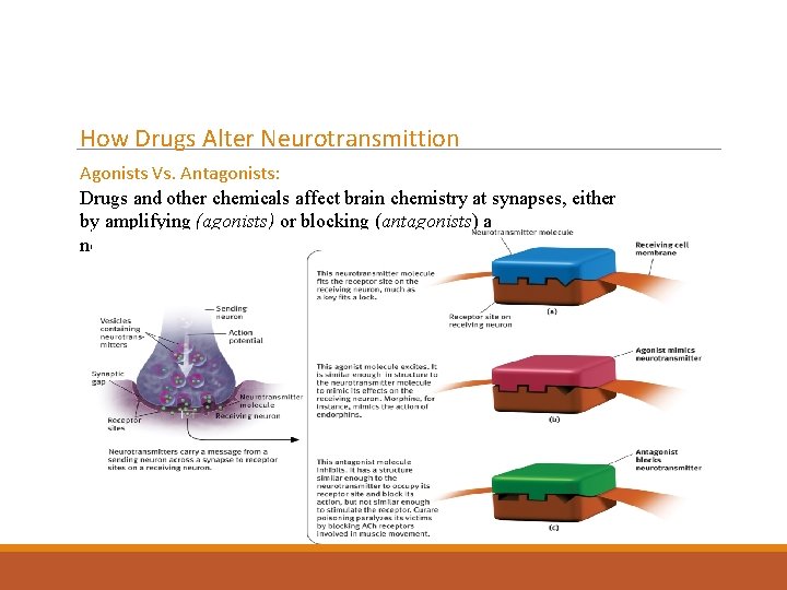 How Drugs Alter Neurotransmittion Agonists Vs. Antagonists: Drugs and other chemicals affect brain chemistry
