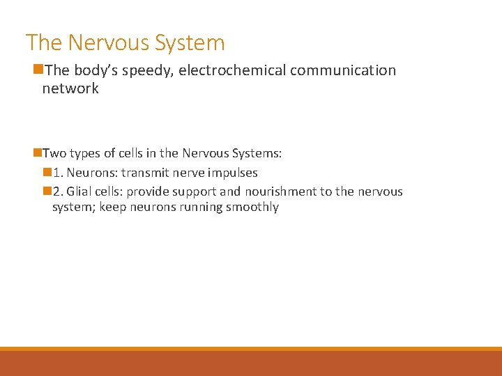 The Nervous System n. The body’s speedy, electrochemical communication network n. Two types of