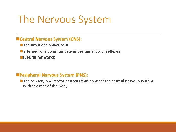 The Nervous System n. Central Nervous System (CNS): n The brain and spinal cord