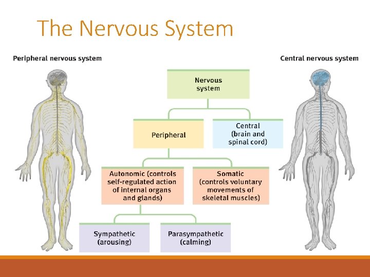 The Nervous System 