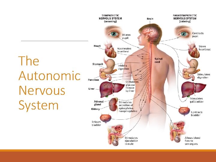 The Autonomic Nervous System 