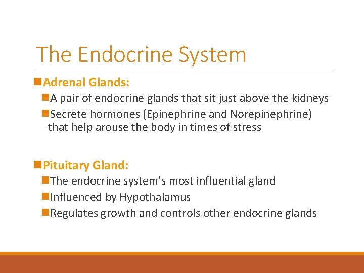 The Endocrine System n. Adrenal Glands: n. A pair of endocrine glands that sit