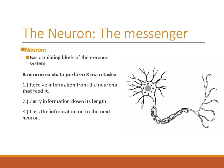 The Neuron: The messenger n. Neuron: n Basic building block of the nervous system