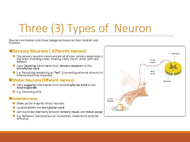 Three (3) Types of Neurons are broken into three categories based on their location