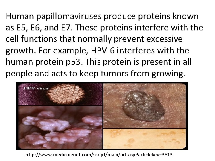 Human papillomaviruses produce proteins known as E 5, E 6, and E 7. These