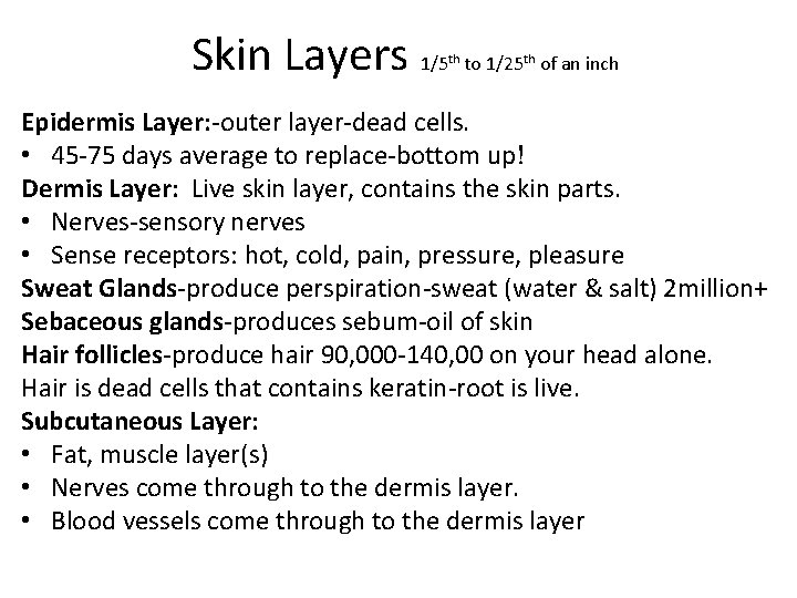 Skin Layers 1/5 th to 1/25 th of an inch Epidermis Layer: -outer layer-dead