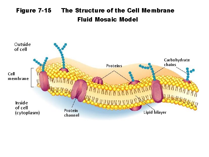 Figure 7 -15 The Structure of the Cell Membrane Fluid Mosaic Model Outside of