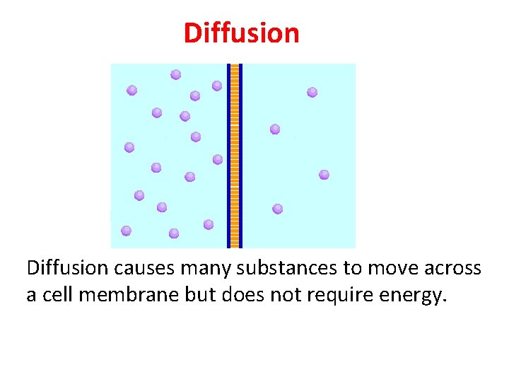 Diffusion causes many substances to move across a cell membrane but does not require