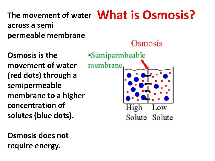 The movement of water across a semi permeable membrane. Osmosis is the movement of