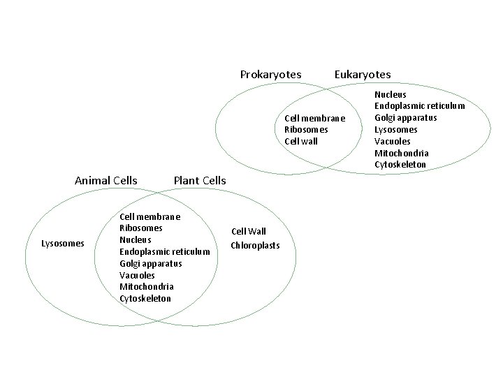 Prokaryotes Eukaryotes Cell membrane Ribosomes Cell wall Animal Cells Lysosomes Plant Cells Cell membrane