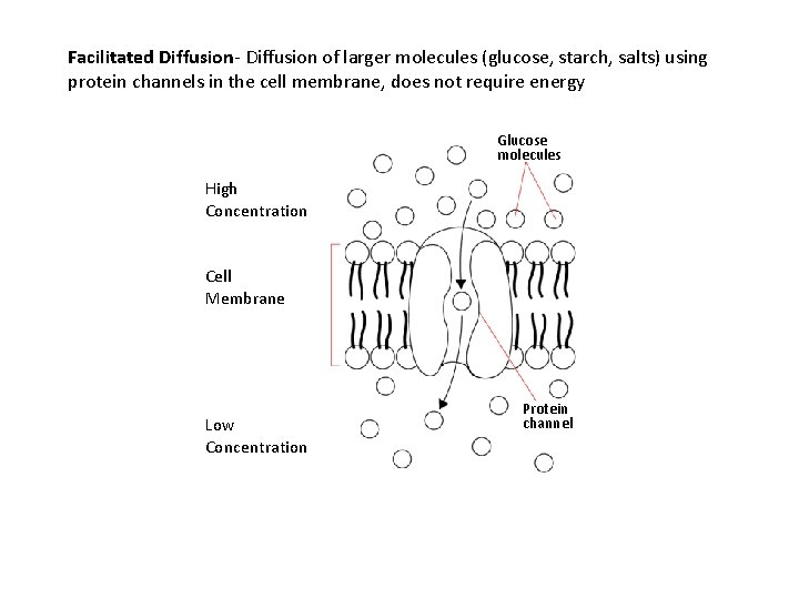 Facilitated Diffusion- Diffusion of larger molecules (glucose, starch, salts) using protein channels in the