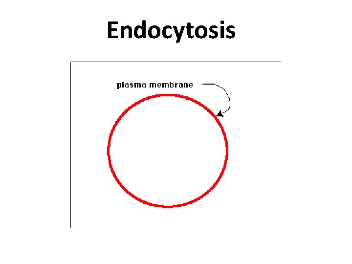 Endocytosis 