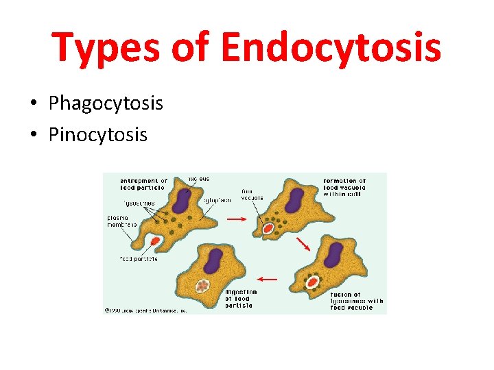 Types of Endocytosis • Phagocytosis • Pinocytosis 