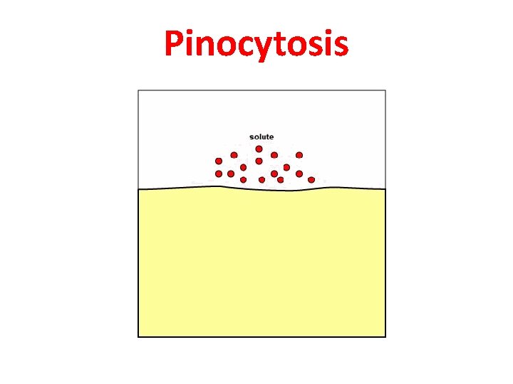 Pinocytosis 