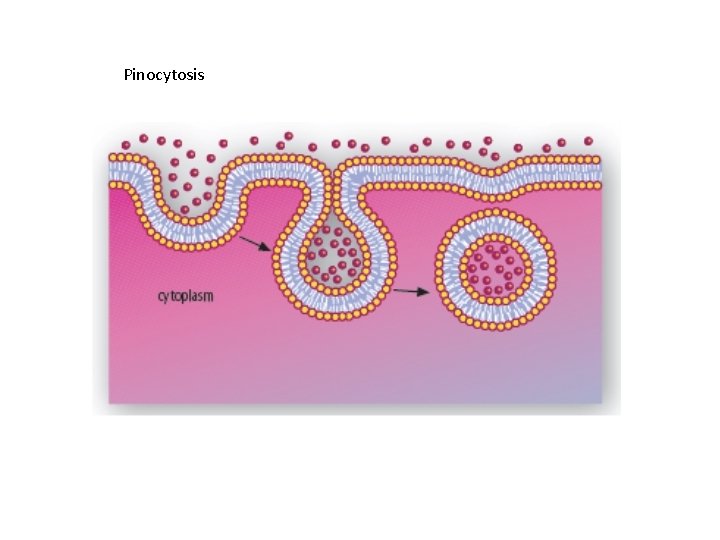 Pinocytosis 