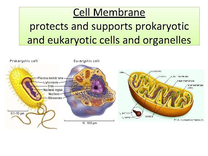 Cell Membrane protects and supports prokaryotic and eukaryotic cells and organelles 