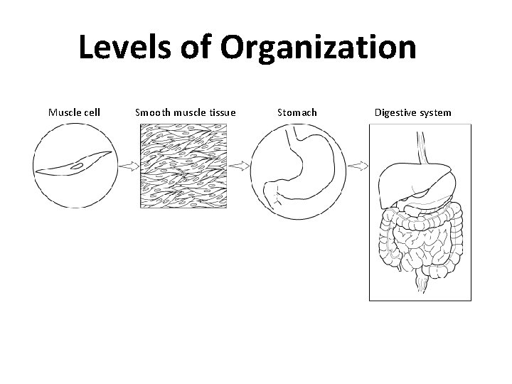 Levels of Organization Muscle cell Smooth muscle tissue Stomach Digestive system 