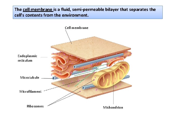 The cell membrane is a fluid, semi-permeable bilayer that separates the cell's contents from