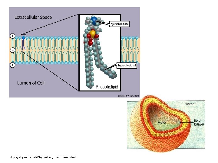 http: //ekgenius. net/Physio/Cell/membrane. html 