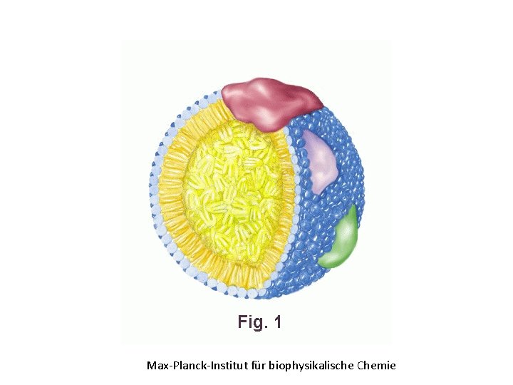 Max-Planck-Institut für biophysikalische Chemie 