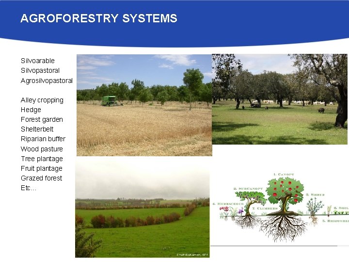 AGROFORESTRY SYSTEMS Silvoarable Silvopastoral Agrosilvopastoral Alley cropping Hedge Forest garden Shelterbelt Riparian buffer Wood