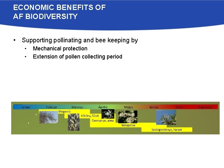 ECONOMIC BENEFITS OF AF BIODIVERSITY • Supporting pollinating and bee keeping by • •