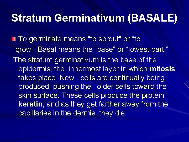 Stratum Germinativum (BASALE) To germinate means “to sprout” or “to grow. ” Basal means