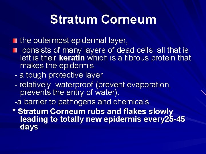 Stratum Corneum the outermost epidermal layer, consists of many layers of dead cells; all