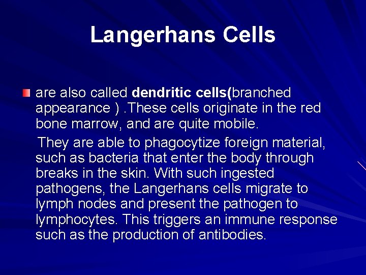 Langerhans Cells are also called dendritic cells(branched appearance ). These cells originate in the