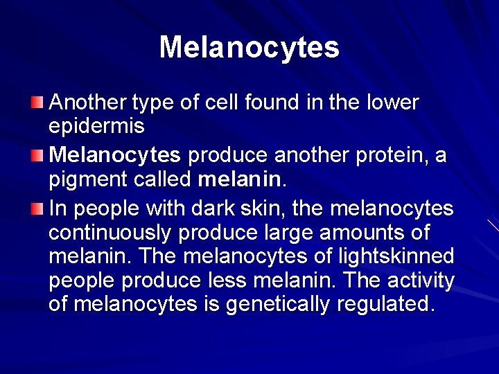 Melanocytes Another type of cell found in the lower epidermis Melanocytes produce another protein,