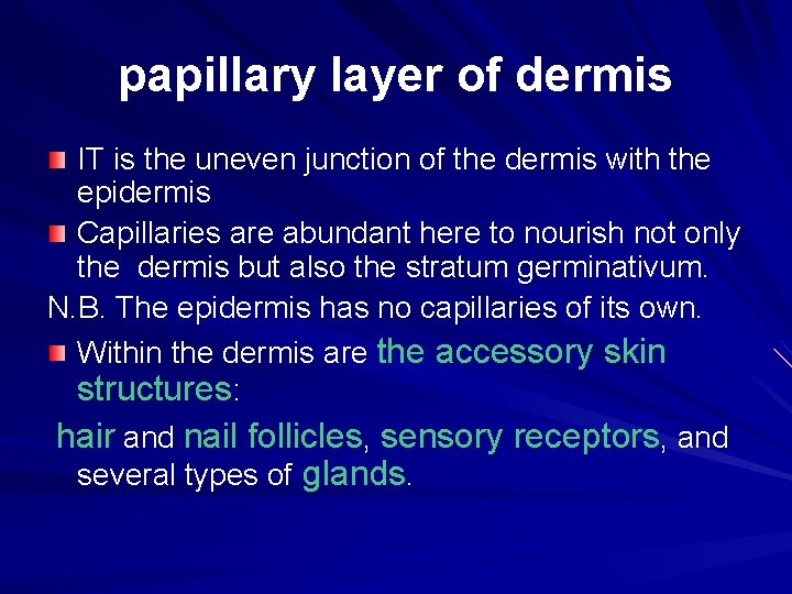 papillary layer of dermis IT is the uneven junction of the dermis with the