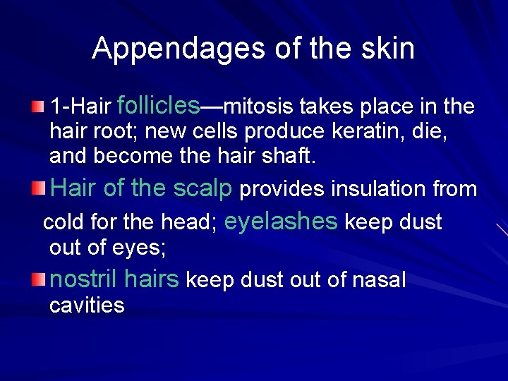 Appendages of the skin 1 -Hair follicles—mitosis takes place in the hair root; new