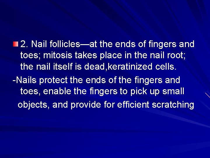 2. Nail follicles—at the ends of fingers and toes; mitosis takes place in the