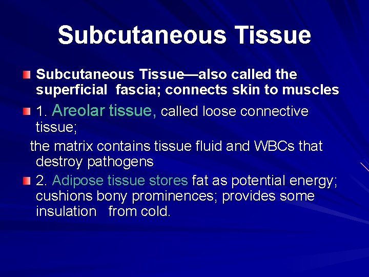 Subcutaneous Tissue—also called the superficial fascia; connects skin to muscles 1. Areolar tissue, called